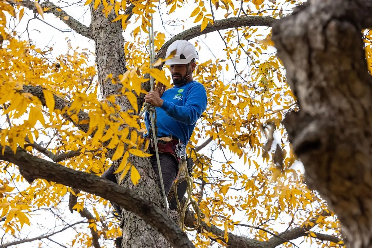 Skilled Tree Planting crew working in Lafayette